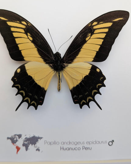 Framed androgeus swallowtail butterfly - entomology wall decor (8x8)
