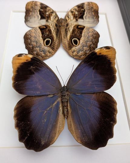 Framed Beltrao Owl Butterfly Pair, Brazil Taxidermy, Entomology Gift