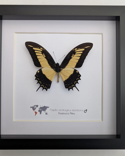 Framed androgeus swallowtail butterfly - entomology wall decor (8x8)