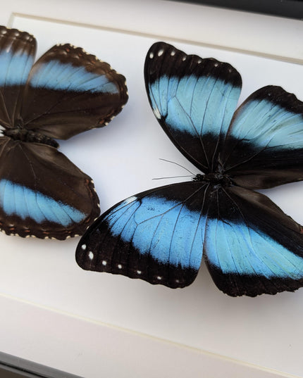 Framed Achilles Morpho Butterfly Pair, Ethically Sourced Taxidermy Display