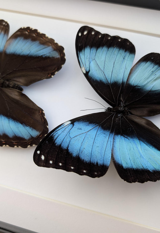 Framed Achilles Morpho Butterfly Pair, Ethically Sourced Taxidermy Display
