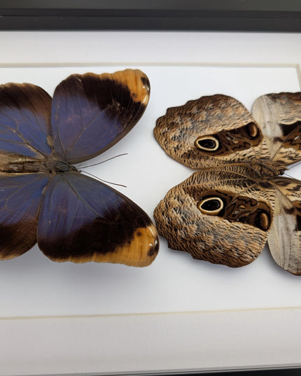 Framed Beltrao Owl Butterfly Pair, Brazil Taxidermy, Entomology Gift