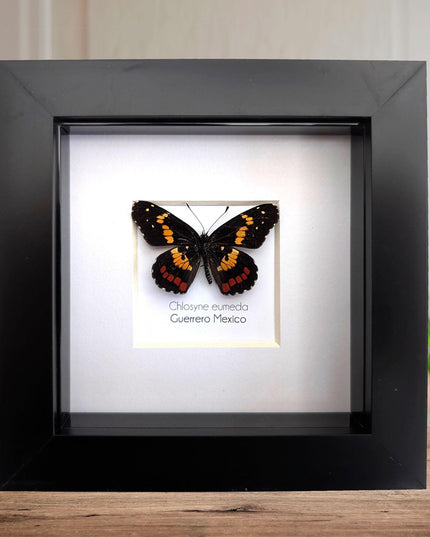 Framed eumeda checkerspot butterfly: ethically sourced entomology gift (4x4)