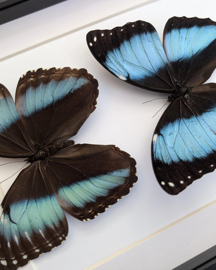 Framed Achilles Morpho Butterfly Pair, Ethically Sourced Taxidermy Display