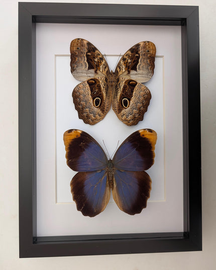 Framed Beltrao Owl Butterfly Pair, Brazil Taxidermy, Entomology Gift