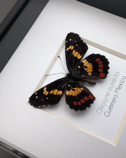 Framed eumeda checkerspot butterfly: ethically sourced entomology gift (4x4)