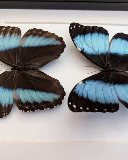 Framed Achilles Morpho Butterfly Pair, Ethically Sourced Taxidermy Display