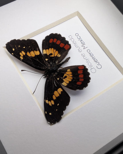 Framed eumeda checkerspot butterfly: ethically sourced entomology gift (4x4)