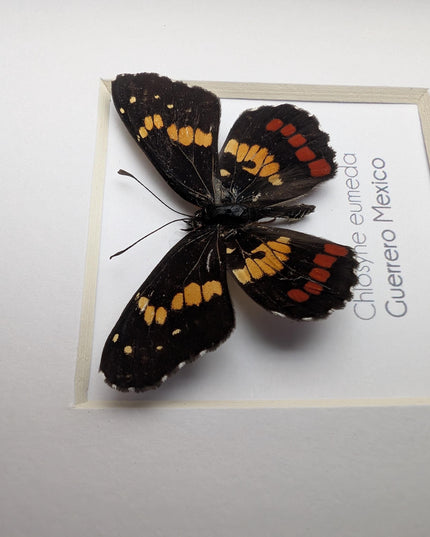Framed eumeda checkerspot butterfly: ethically sourced entomology gift (4x4)