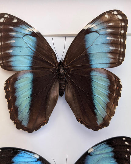 Framed Achilles Morpho Butterfly Pair, Ethically Sourced Taxidermy Display