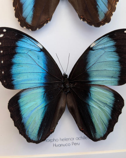 Framed Achilles Morpho Butterfly Pair, Ethically Sourced Taxidermy Display
