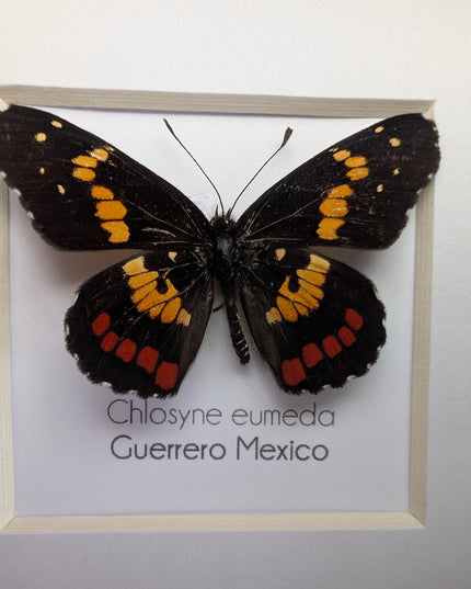 Framed eumeda checkerspot butterfly: ethically sourced entomology gift (4x4)