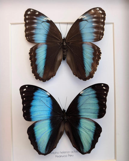 Framed Achilles Morpho Butterfly Pair, Ethically Sourced Taxidermy Display