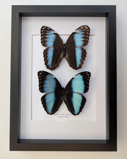 Framed Achilles Morpho Butterfly Pair, Ethically Sourced Taxidermy Display