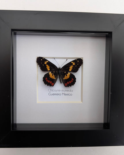 Framed eumeda checkerspot butterfly: ethically sourced entomology gift (4x4)