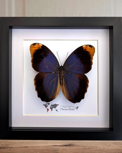 Framed Beltrao Owl Butterfly Taxidermy, Entomology Gift (8x8)