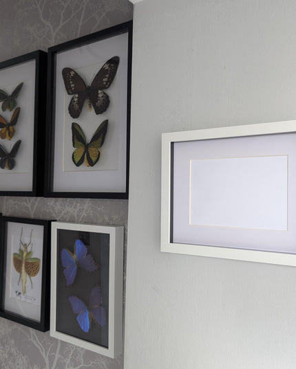 8x10 white 3d box photo frame: shadow display with mount
