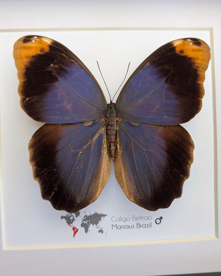 Framed Beltrao Owl Butterfly Taxidermy, Entomology Gift (8x8)