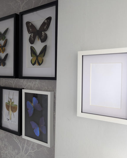 8x10 white 3d box photo frame: shadow display with mount