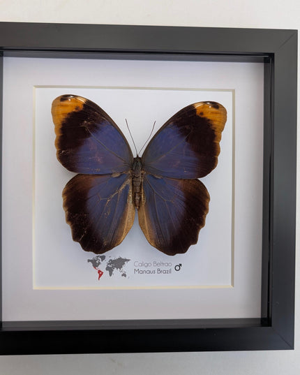 Framed Beltrao Owl Butterfly Taxidermy, Entomology Gift (8x8)