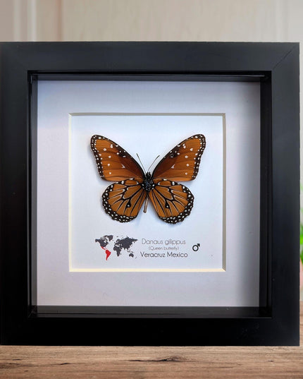 Framed Queen Butterfly, Danaus Gilippus, Entomology Display (6x6)