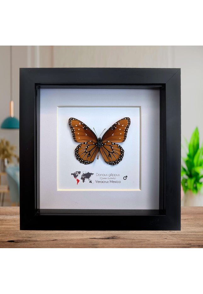 Framed Queen Butterfly, Danaus Gilippus, Entomology Display (6x6)
