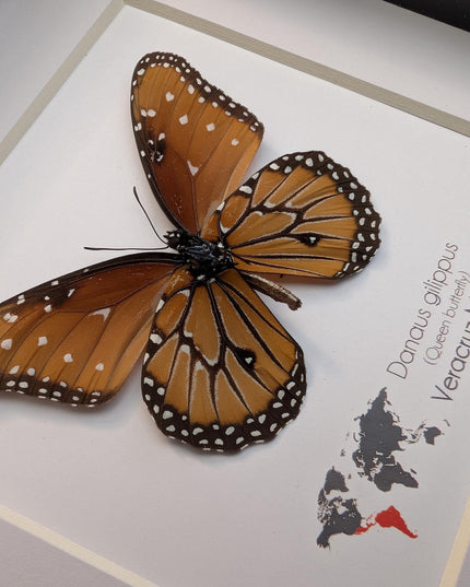 Framed Queen Butterfly, Danaus Gilippus, Entomology Display (6x6)