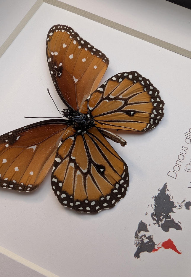 Framed Queen Butterfly, Danaus Gilippus, Entomology Display (6x6)
