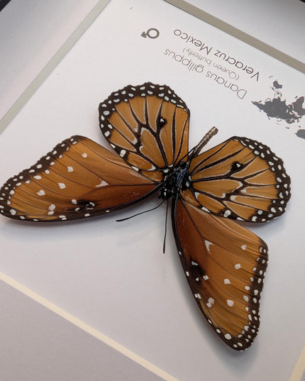 Framed Queen Butterfly, Danaus Gilippus, Entomology Display (6x6)