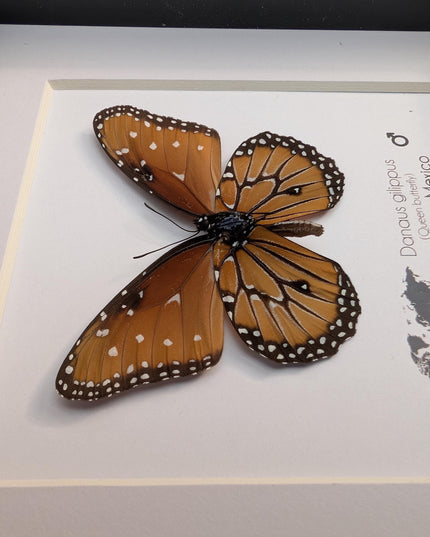 Framed Queen Butterfly, Danaus Gilippus, Entomology Display (6x6)