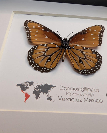 Framed Queen Butterfly, Danaus Gilippus, Entomology Display (6x6)