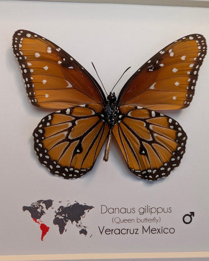 Framed Queen Butterfly, Danaus Gilippus, Entomology Display (6x6)