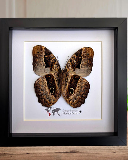 Framed Caligo Beltrao Owl Butterfly Taxidermy, 8x8 Brazil