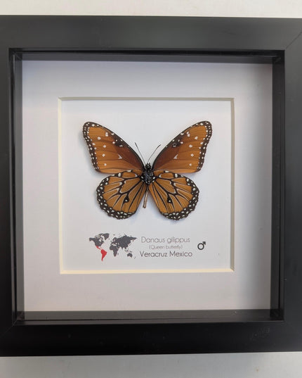 Framed Queen Butterfly, Danaus Gilippus, Entomology Display (6x6)