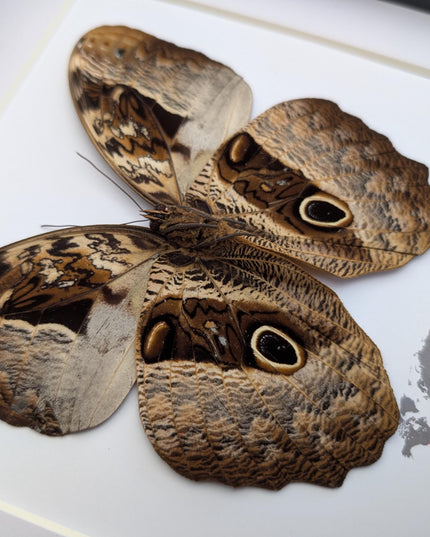 Framed Caligo Beltrao Owl Butterfly Taxidermy, 8x8 Brazil