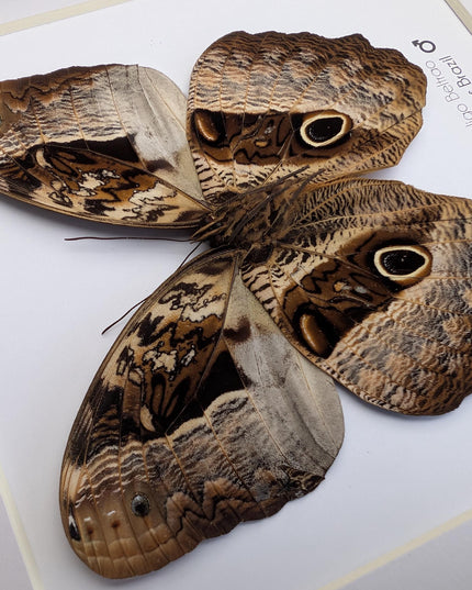 Framed Caligo Beltrao Owl Butterfly Taxidermy, 8x8 Brazil
