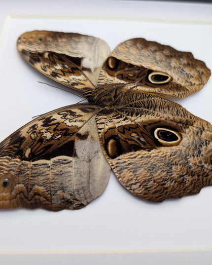 Framed Caligo Beltrao Owl Butterfly Taxidermy, 8x8 Brazil