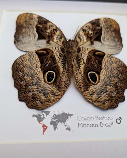 Framed Caligo Beltrao Owl Butterfly Taxidermy, 8x8 Brazil