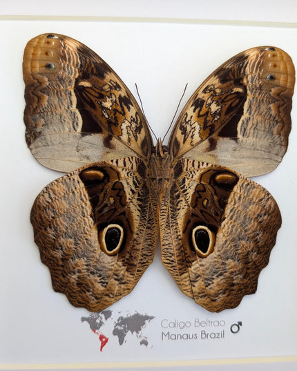 Framed Caligo Beltrao Owl Butterfly Taxidermy, 8x8 Brazil