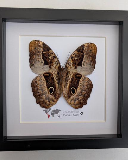 Framed Caligo Beltrao Owl Butterfly Taxidermy, 8x8 Brazil