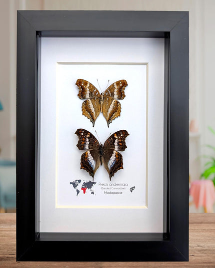 Madagascan Commodore Butterfly Taxidermy, Entomology Wall Art (5x7)
