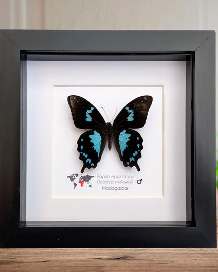 Framed Madagascar Butterfly, Papilio epiphorbas, Taxidermy Wall Decor (6x6)