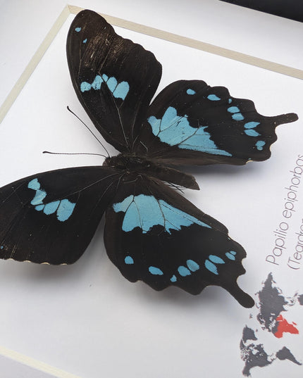 Framed Madagascar Butterfly, Papilio epiphorbas, Taxidermy Wall Decor (6x6)