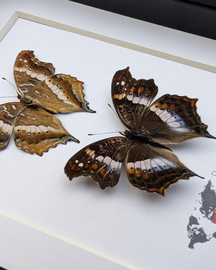 Madagascan Commodore Butterfly Taxidermy, Entomology Wall Art (5x7)