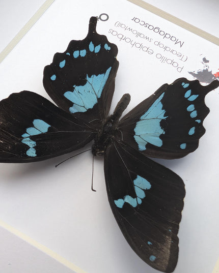 Framed Madagascar Butterfly, Papilio epiphorbas, Taxidermy Wall Decor (6x6)