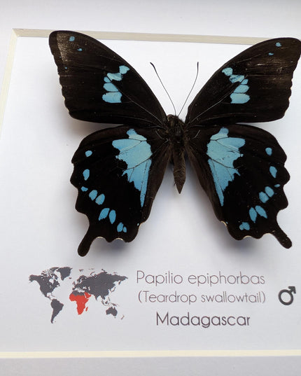 Framed Madagascar Butterfly, Papilio epiphorbas, Taxidermy Wall Decor (6x6)