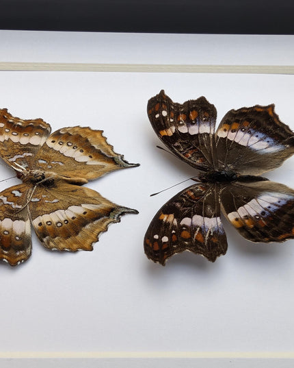 Madagascan Commodore Butterfly Taxidermy, Entomology Wall Art (5x7)