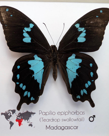 Framed Madagascar Butterfly, Papilio epiphorbas, Taxidermy Wall Decor (6x6)