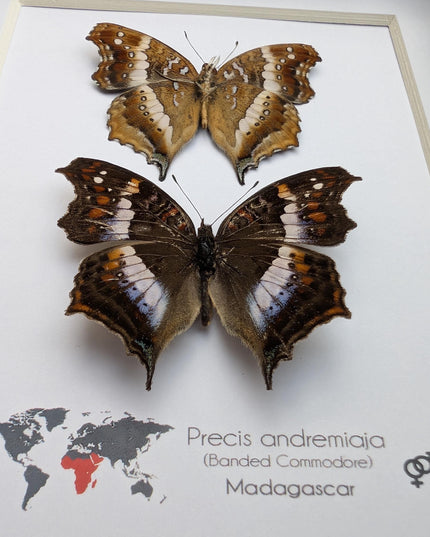 Madagascan Commodore Butterfly Taxidermy, Entomology Wall Art (5x7)