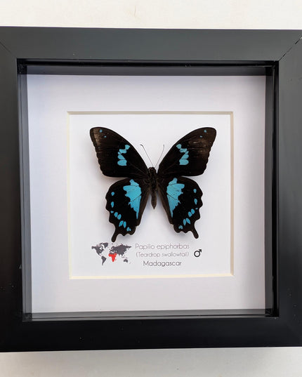 Framed Madagascar Butterfly, Papilio epiphorbas, Taxidermy Wall Decor (6x6)